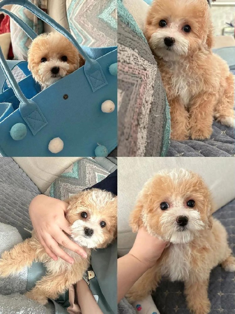 肇庆大雄犬舍｜纯种泰迪幼犬出售