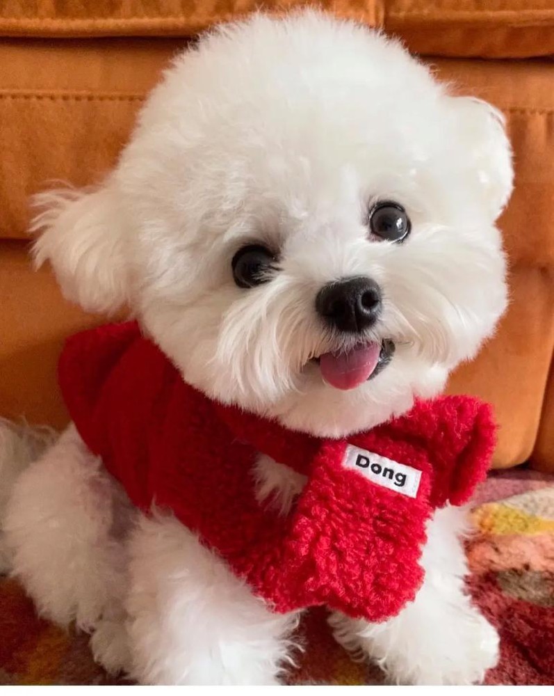 肇庆大雄犬舍｜CKU 血统比熊幼犬出售