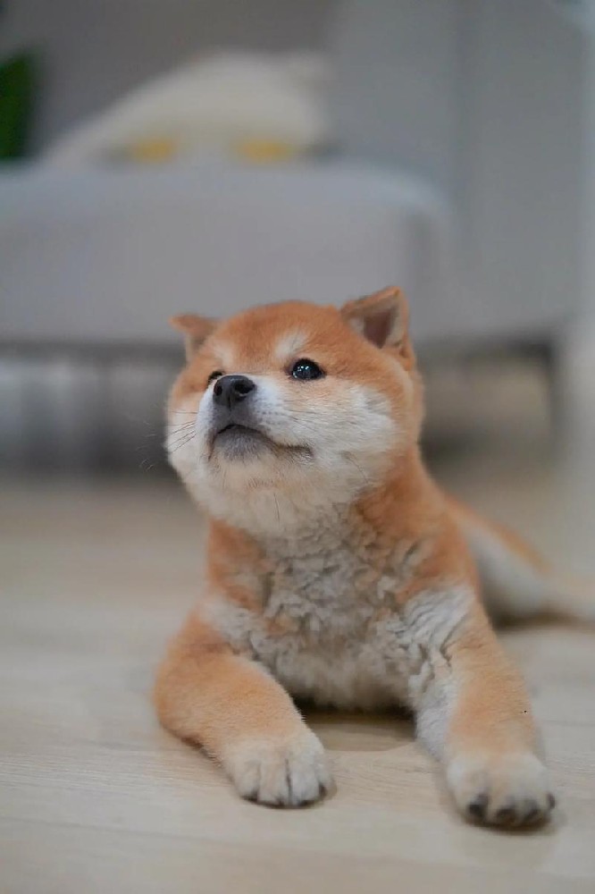 肇庆大雄犬舍｜CKU 血统柴犬幼犬出售