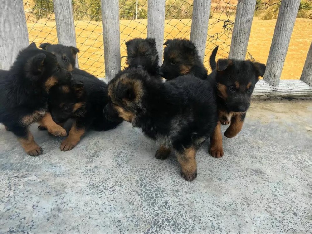 肇庆大雄犬舍｜CKU 血统德牧幼犬出售