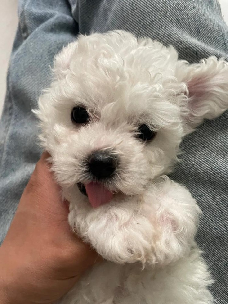花都张先生｜纯种比熊幼犬真实评价