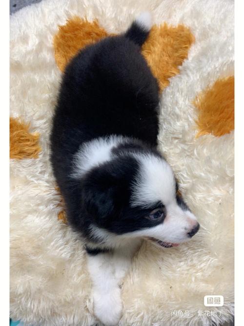南山周先生｜陨石边牧幼犬到家反馈
