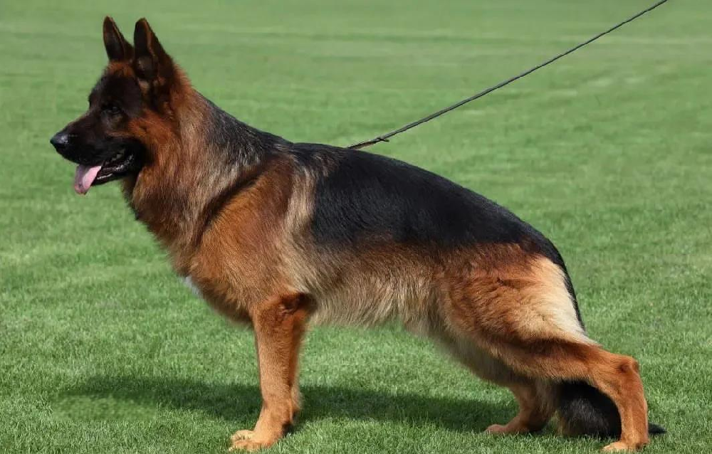 不同犬种的喂养重点，比熊 / 金毛 / 德牧养护差异大盘点
